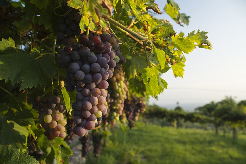 Ripe Corvina Veronese grapes on a vine in a vineyard in the Valpolicella area north of Verona