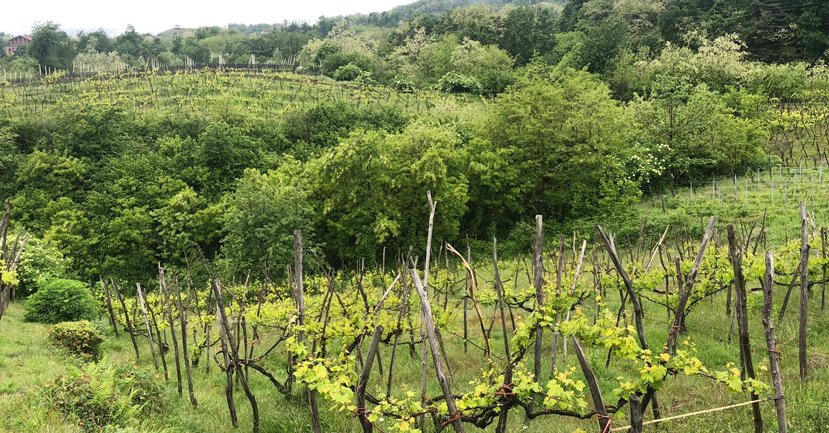 Vineyards in Boca at Le Piane