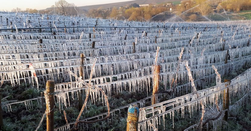 Frost protection: spraying the vines with water to protect the new growth 