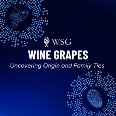 wine-grapes-product